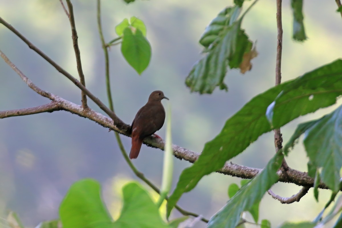 Blue Ground Dove - ML611612373