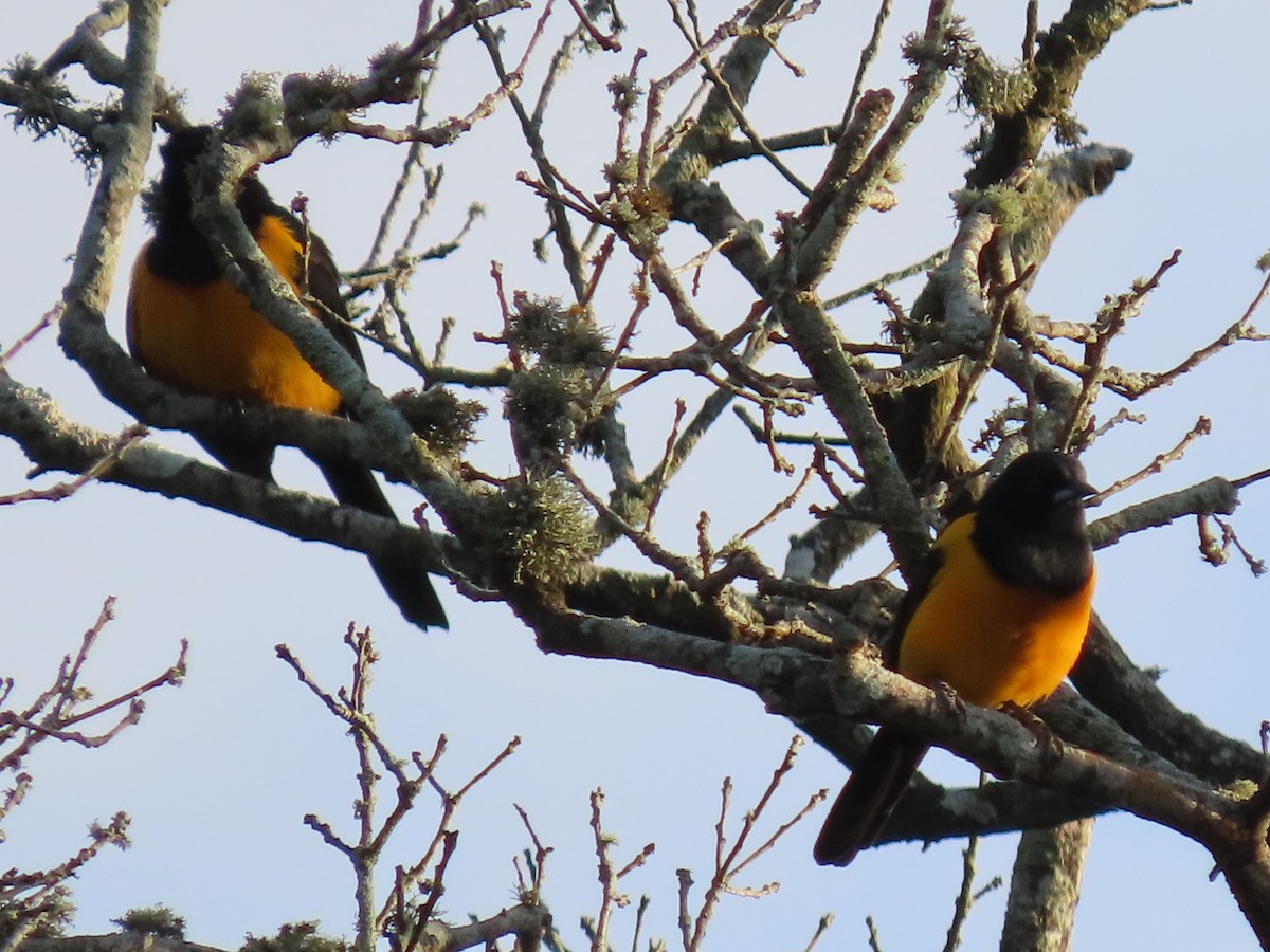 Black-vented Oriole - ML611612444