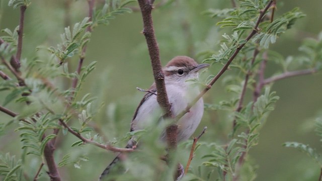 Bewick's Wren - ML611612576