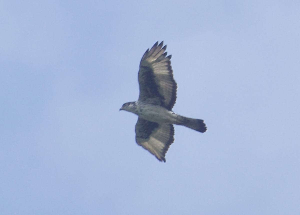 African Hawk-Eagle - ML611612583
