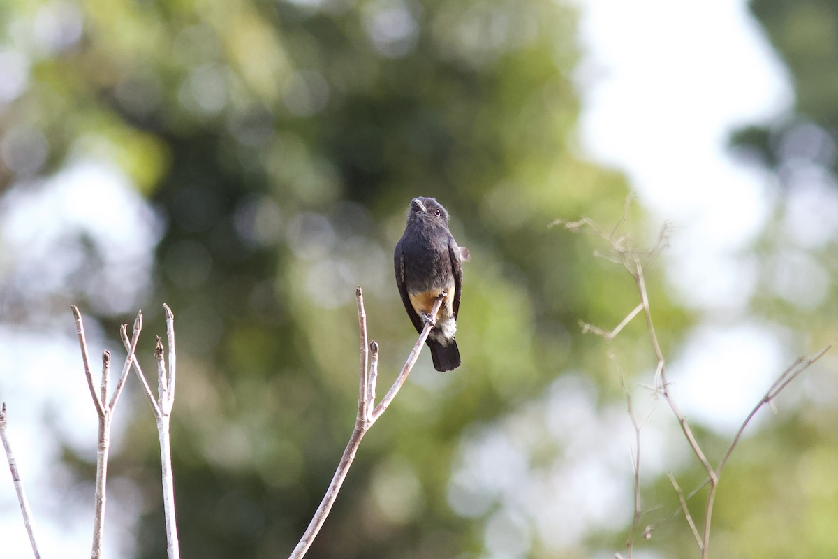 Swallow-winged Puffbird - ML611612588