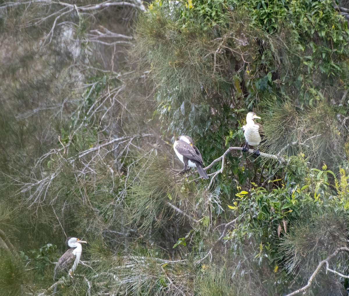 Pied Cormorant - ML611612618