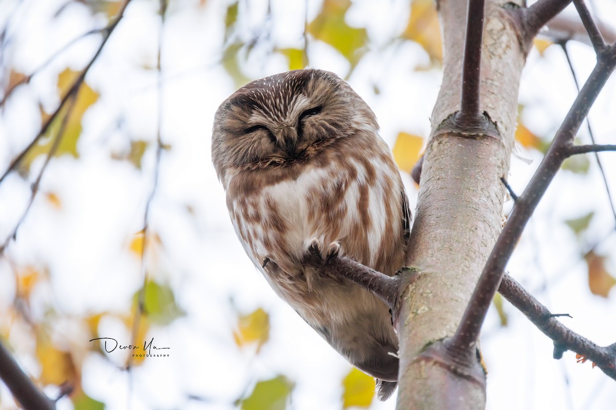 Northern Saw-whet Owl - Devon Yu