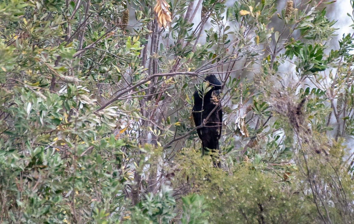 Yellow-tailed Black-Cockatoo - ML611612624