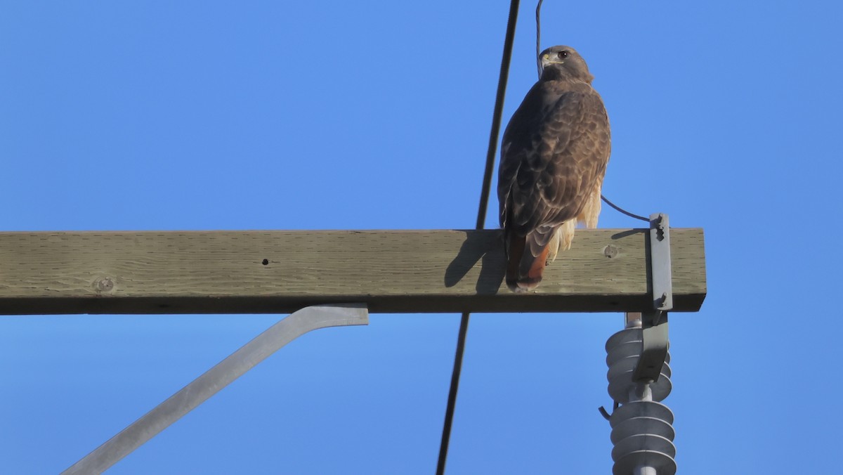 Red-tailed Hawk - Perry  Edwards