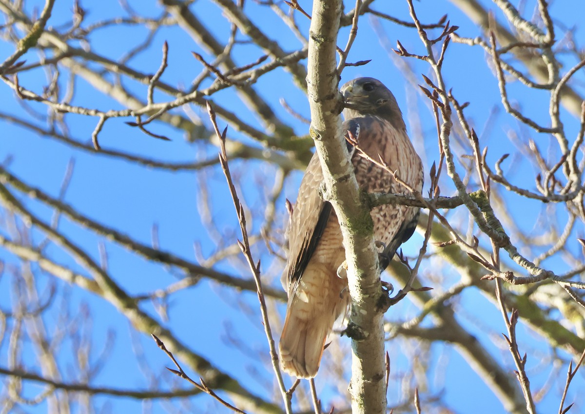 Red-tailed Hawk - Perry  Edwards