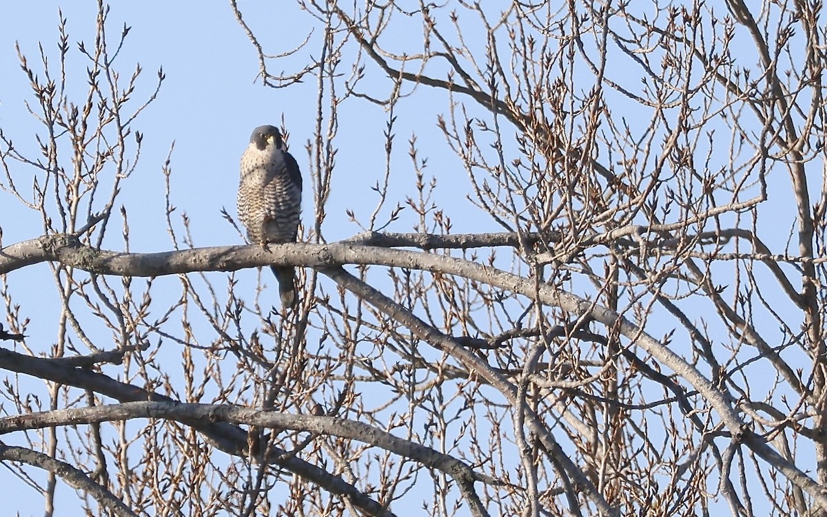 Halcón Peregrino - ML611612667