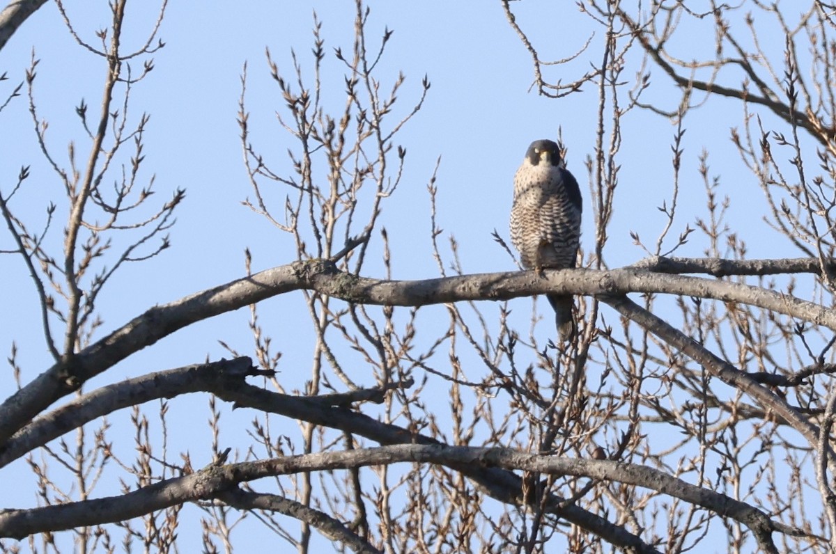 Halcón Peregrino - ML611612668