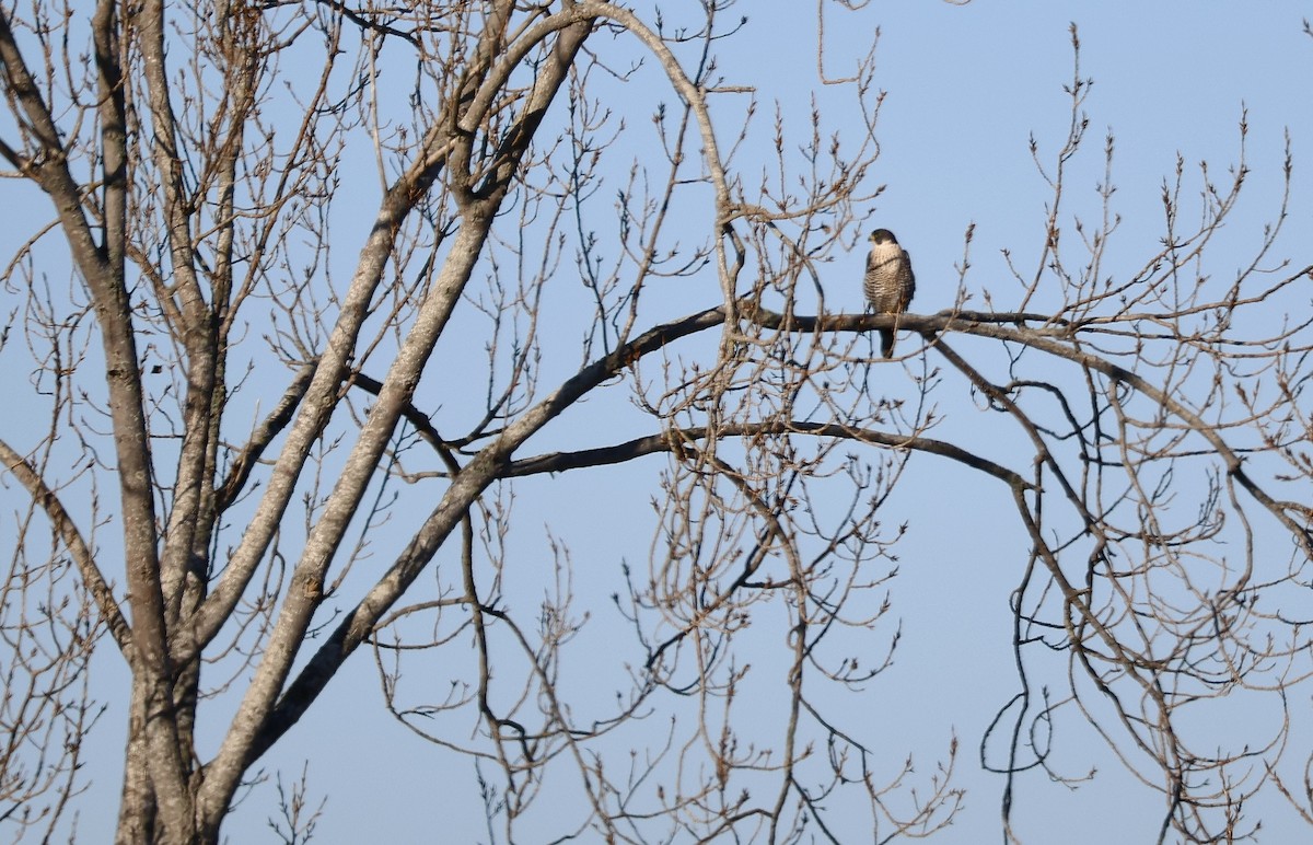 Peregrine Falcon - ML611612669