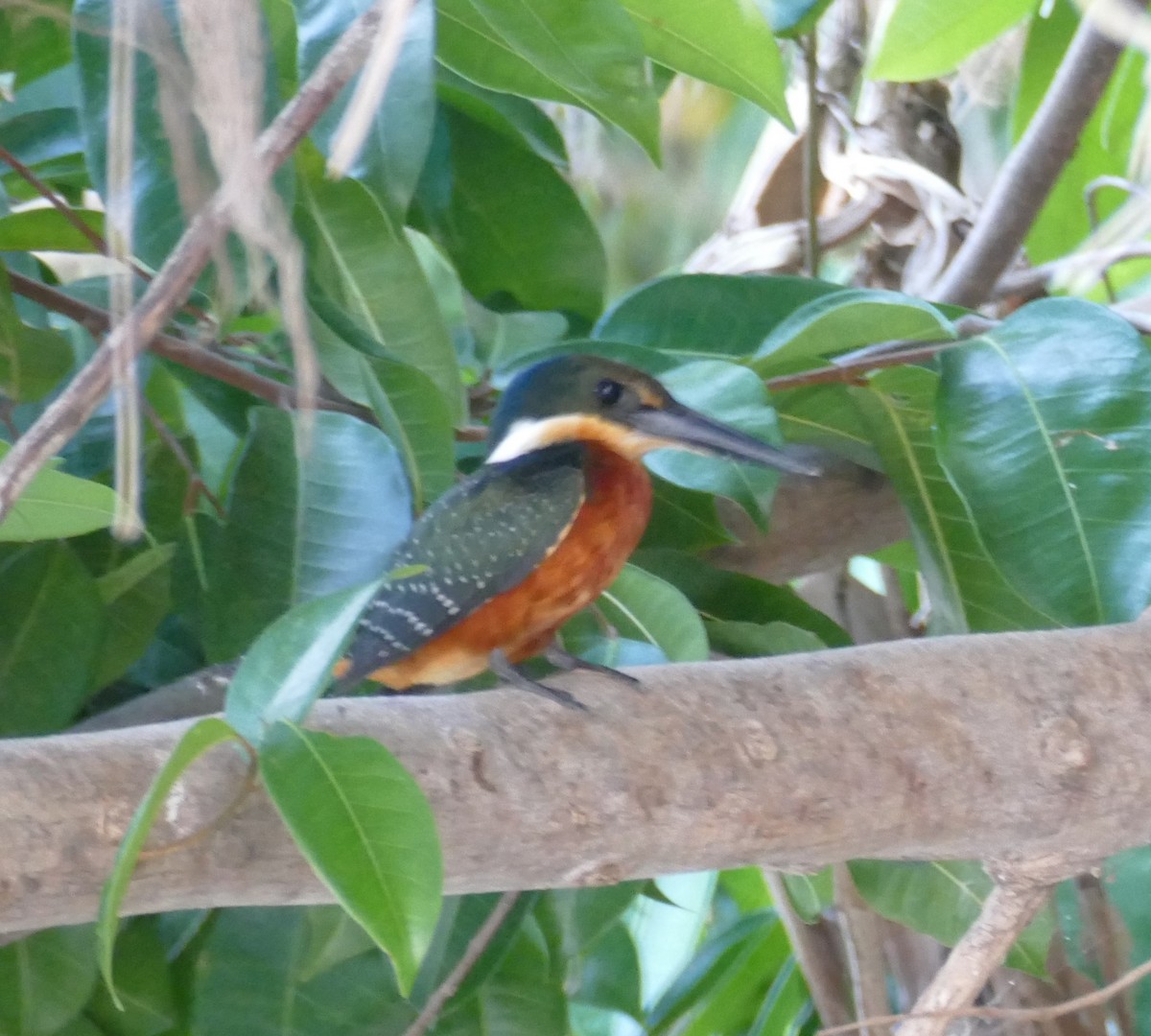 Green-and-rufous Kingfisher - ML611612751