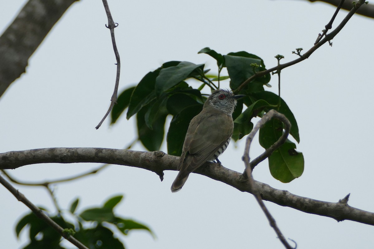 Little Bronze-Cuckoo - ML611612765