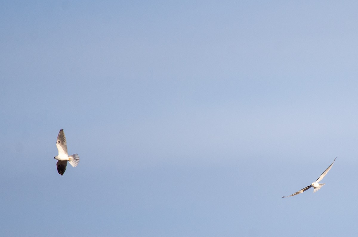 White-tailed Kite - ML611612856