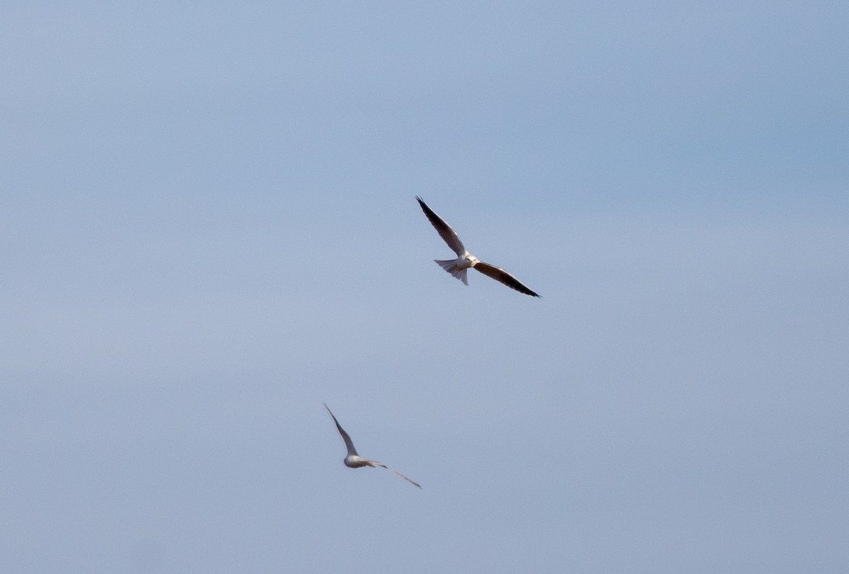 White-tailed Kite - ML611612861