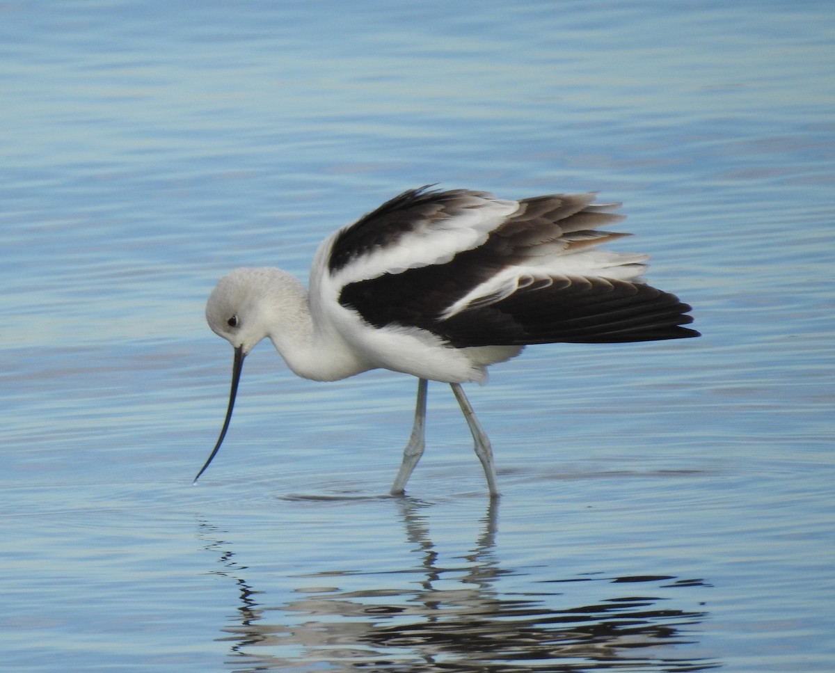 American Avocet - ML611612871