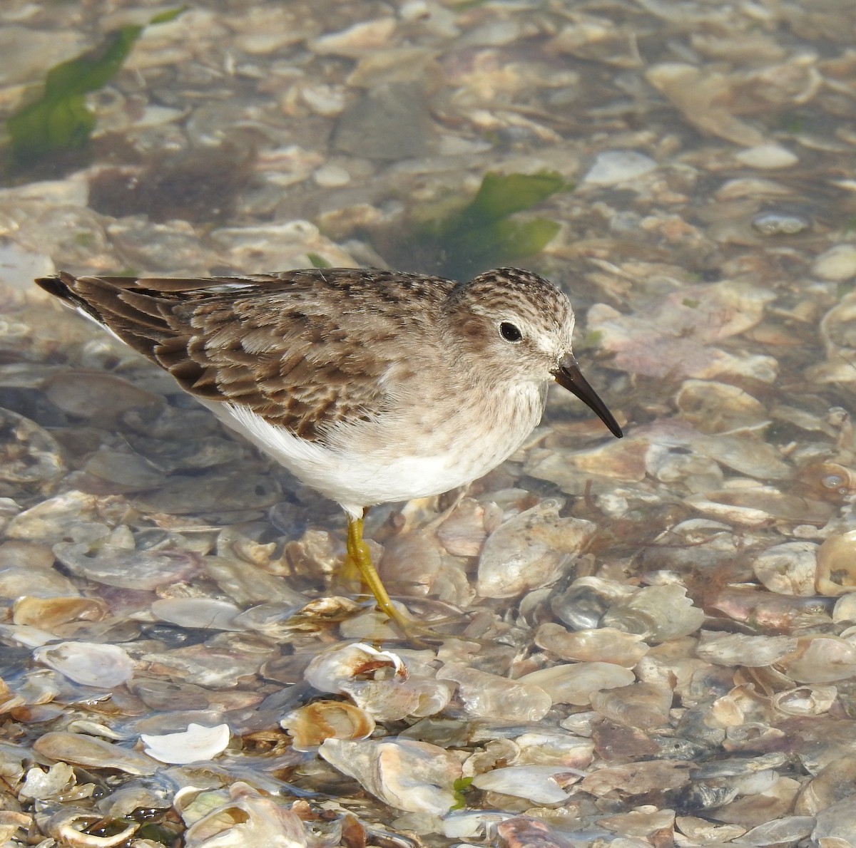 Least Sandpiper - ML611612927