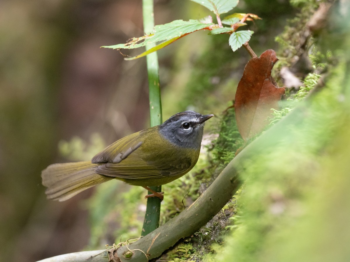 White-lored Warbler - ML611612989