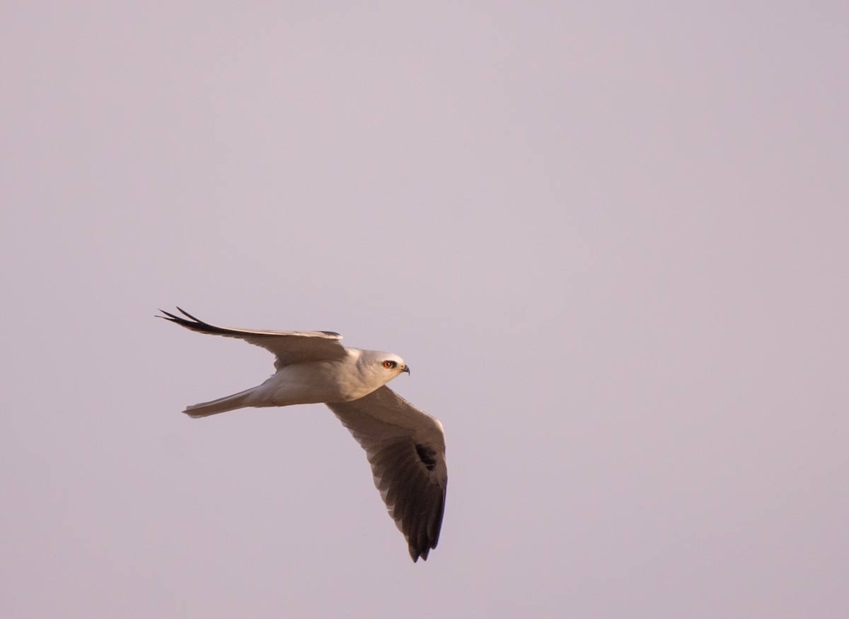White-tailed Kite - ML611613003