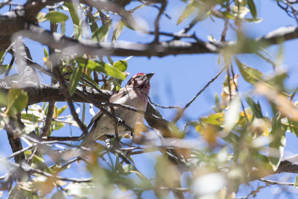 Cassin's Finch - ML611613086