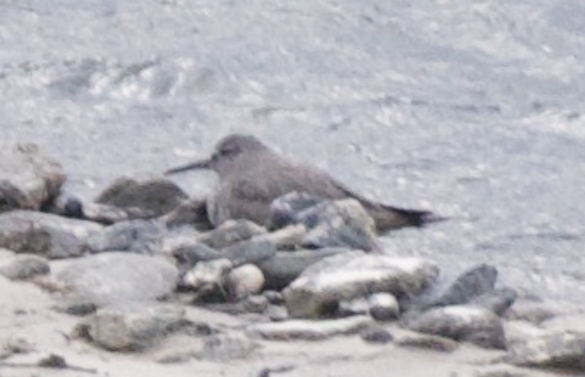 Wandering Tattler - Andy McGeoch 🦆