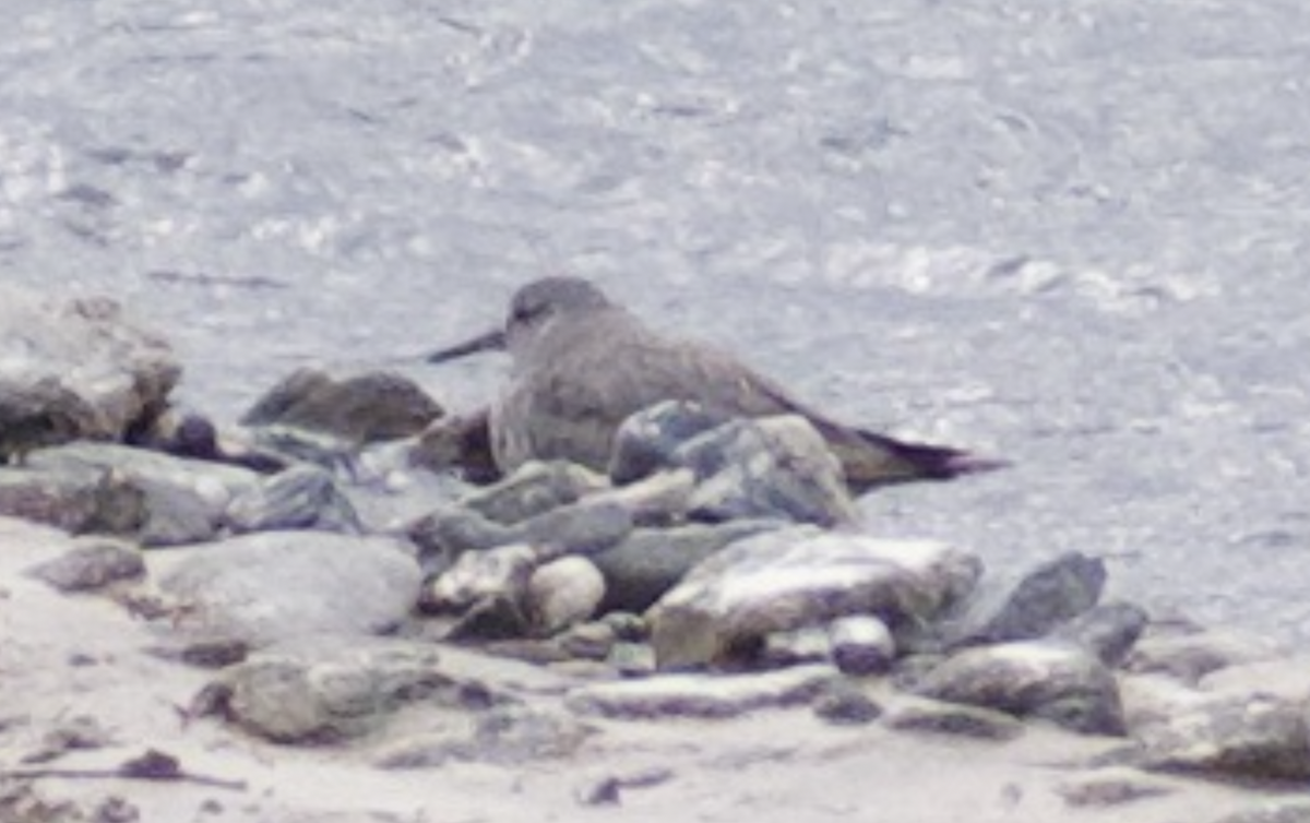 Wandering Tattler - Andy McGeoch 🦆