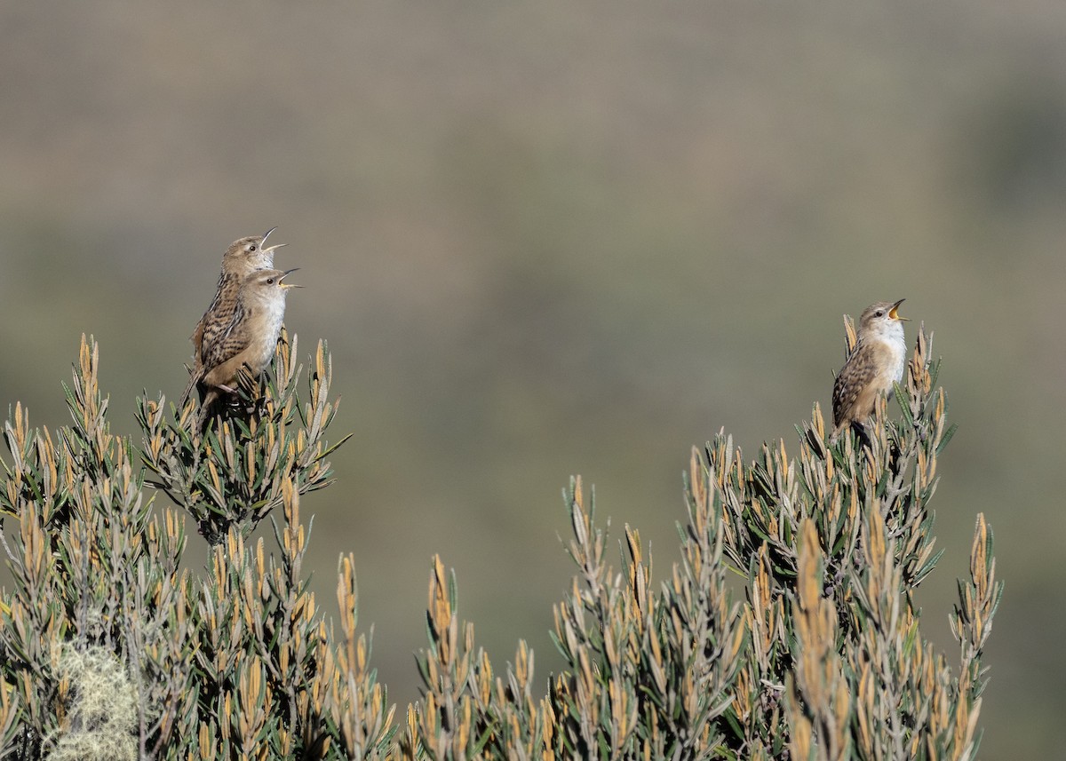 Apolinar's Wren - ML611613133