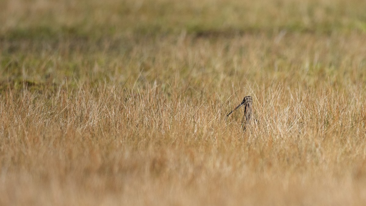 Noble Snipe - ML611613135