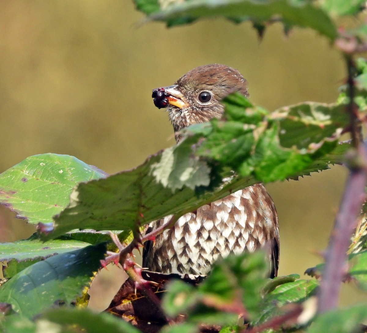 Fox Sparrow (Sooty) - ML611613155