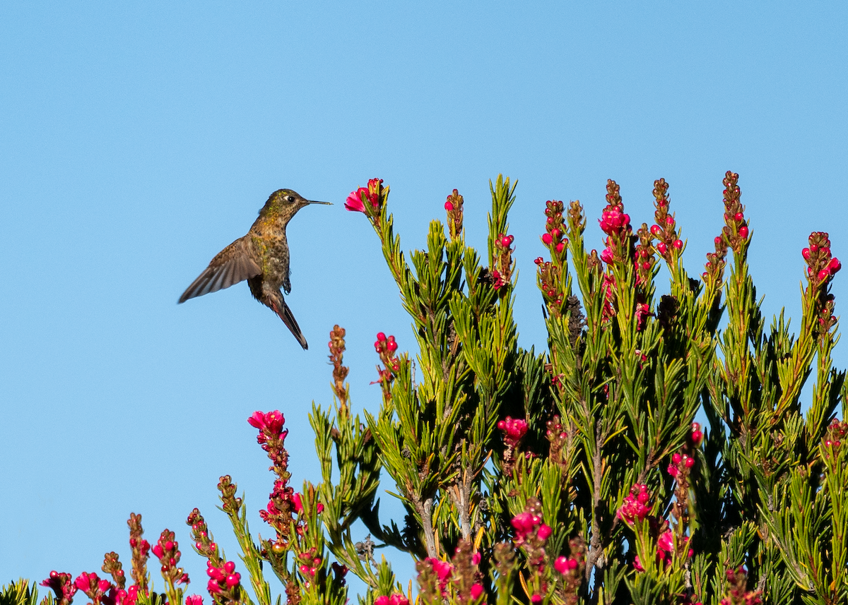 kolibřík perijský - ML611613160