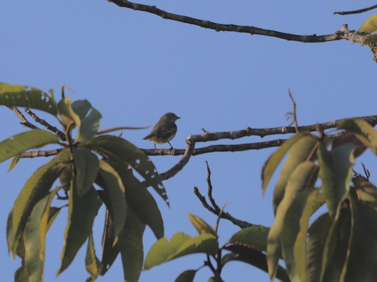 Yellow-crowned Tyrannulet - ML611613246