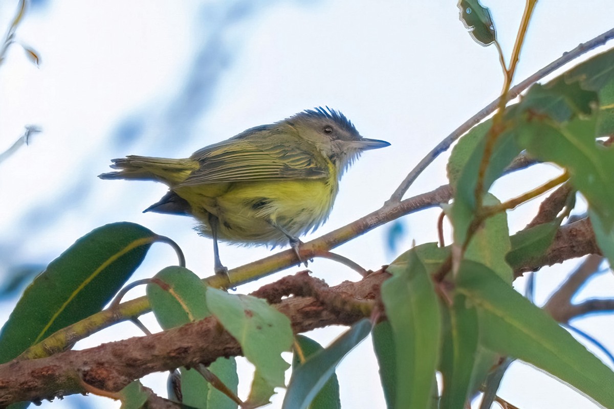 Yellow-green Vireo - ML611613286