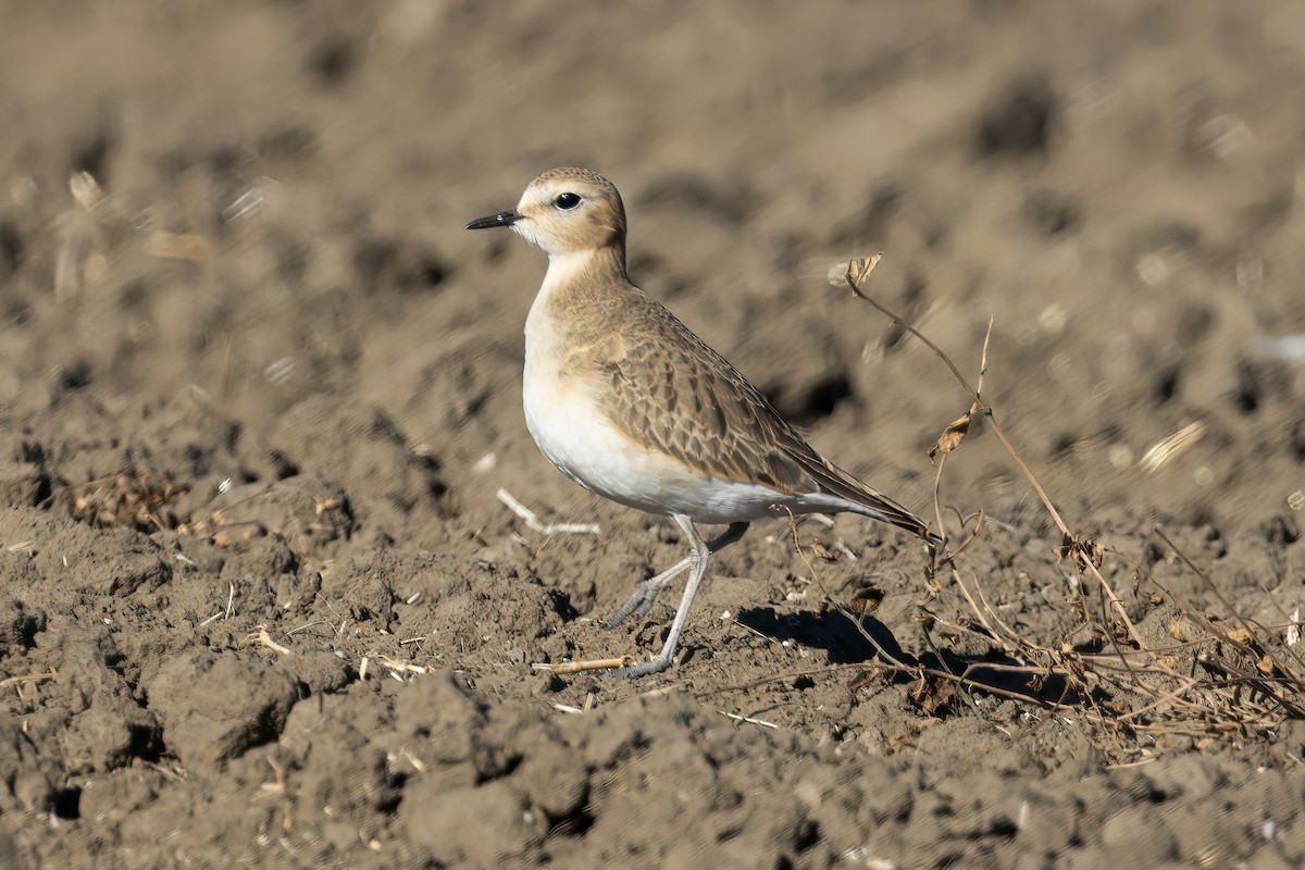 ミヤマチドリ - ML611613304