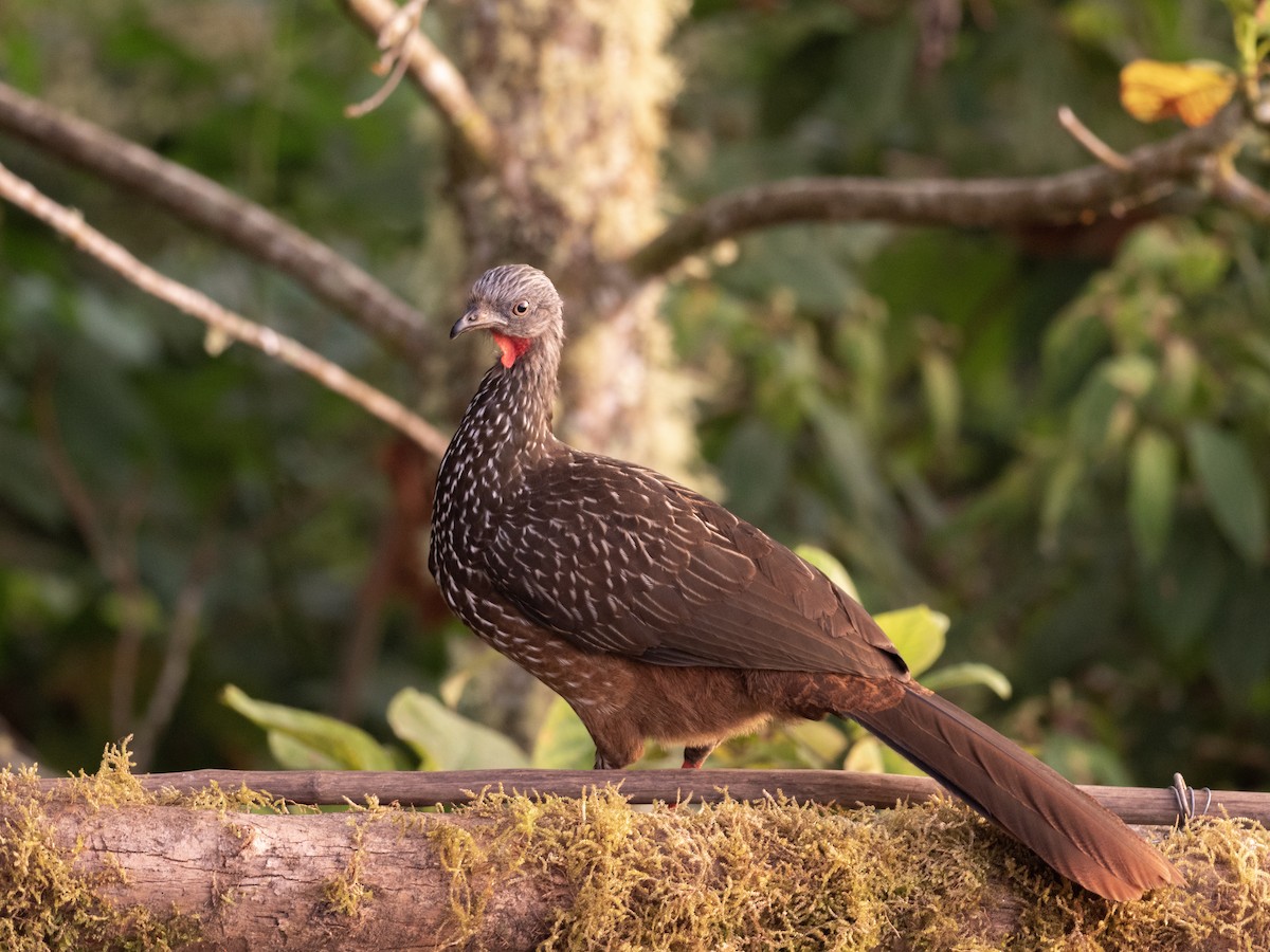 オビオシャクケイ - ML611613309