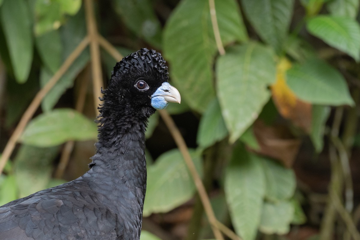 Blue-billed Curassow - ML611613322
