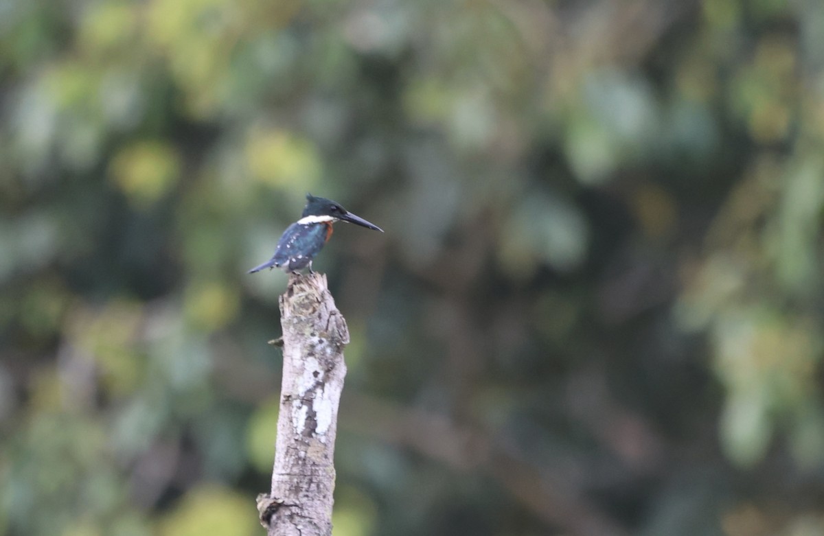 Green Kingfisher - ML611613375