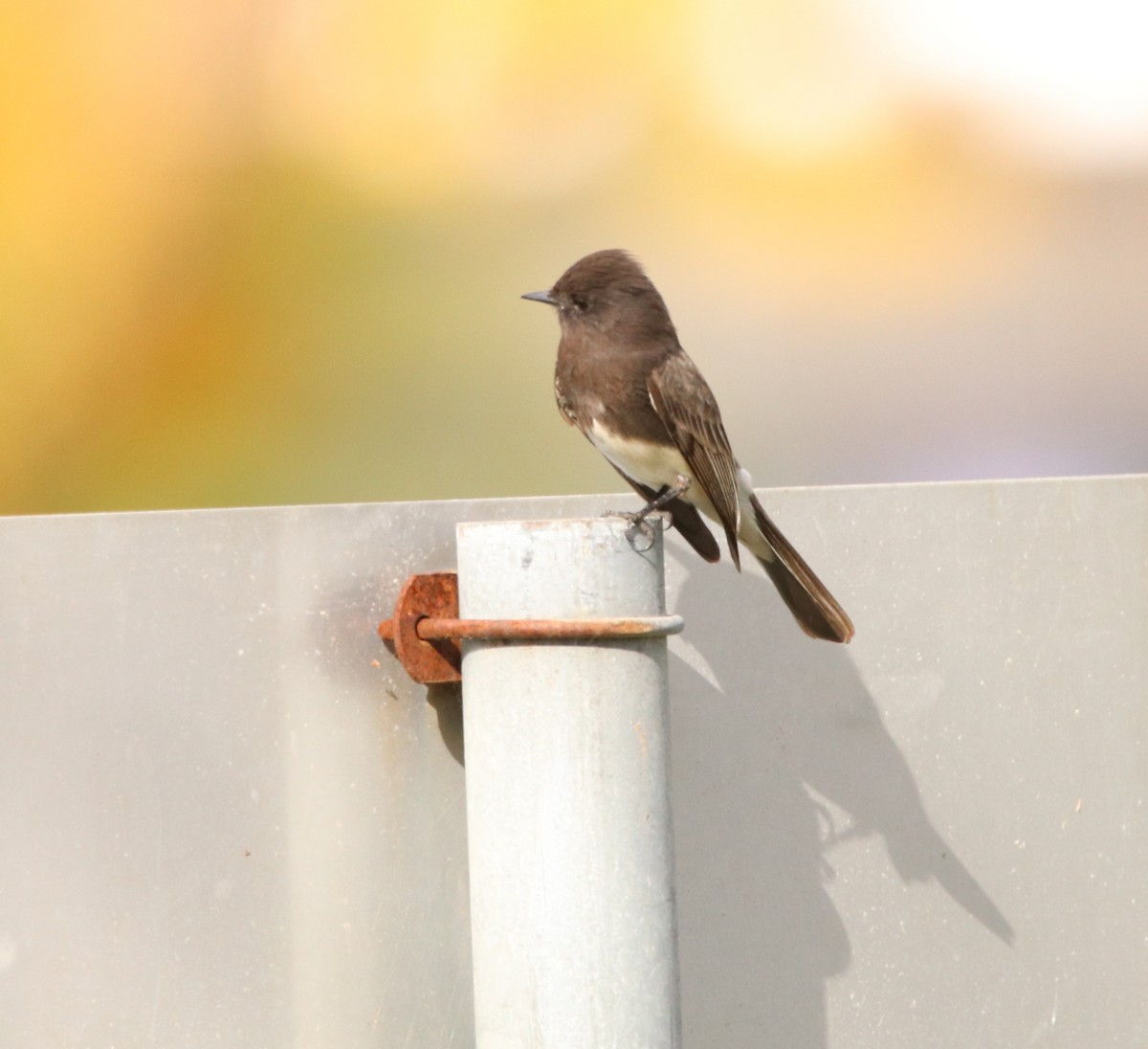 Black Phoebe - ML611613398