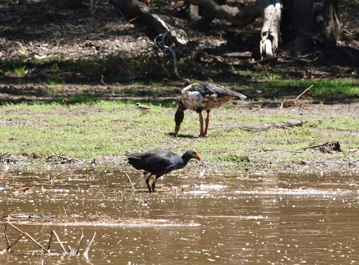 Australpurpurhuhn - ML611613416