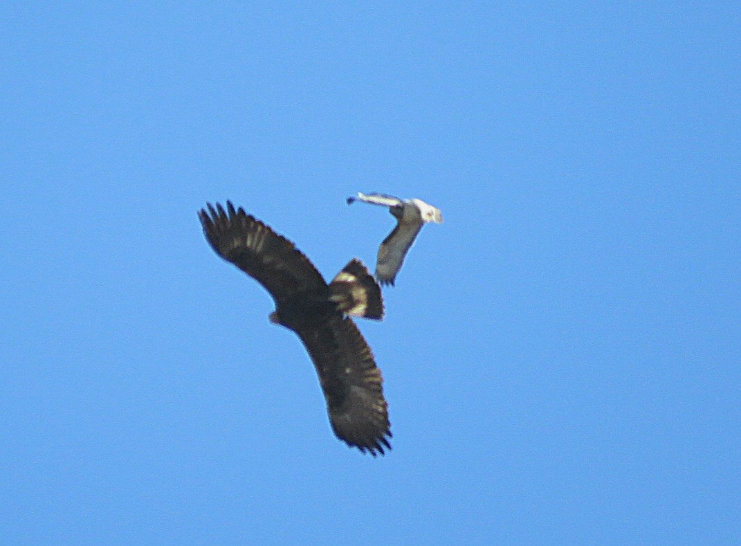 Águila Real - ML611613418