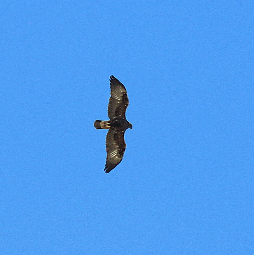 Águila Real - ML611613419