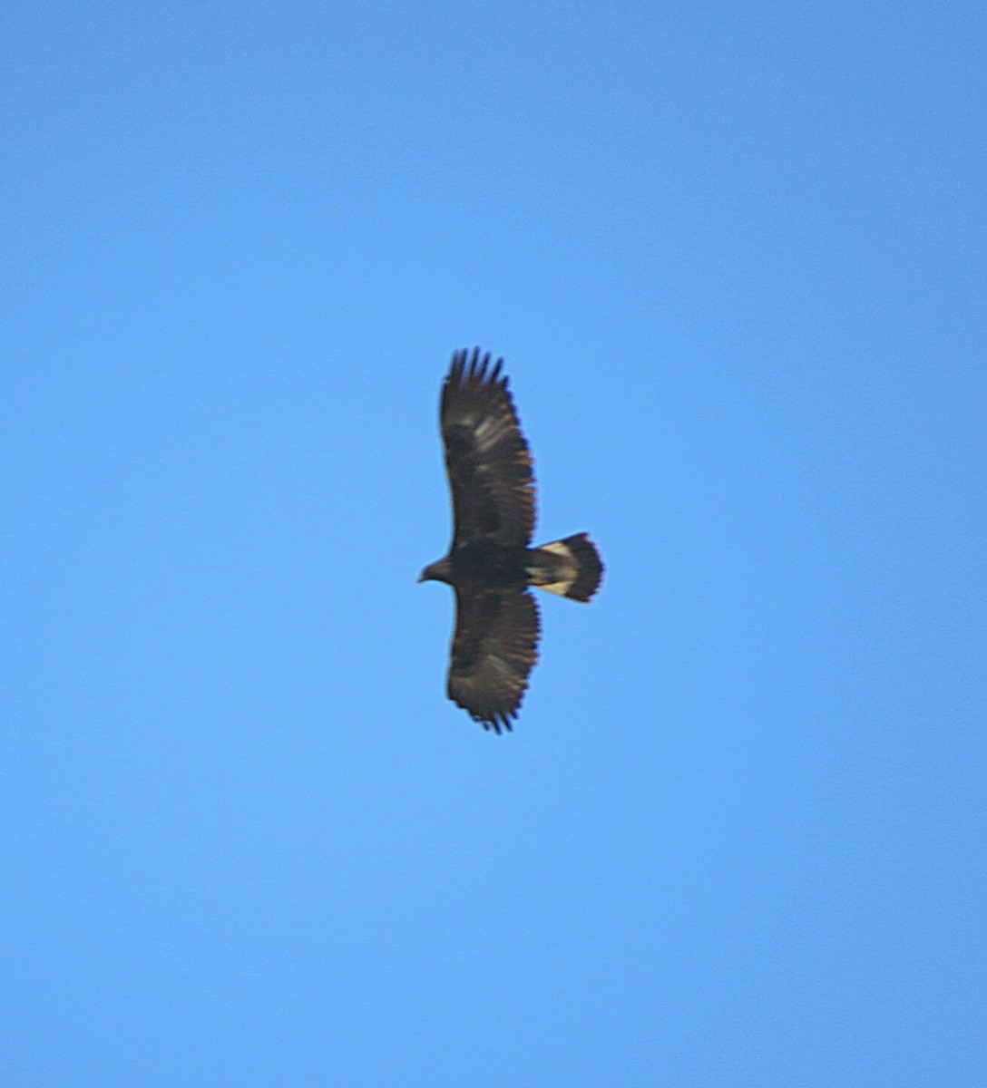 Águila Real - ML611613420