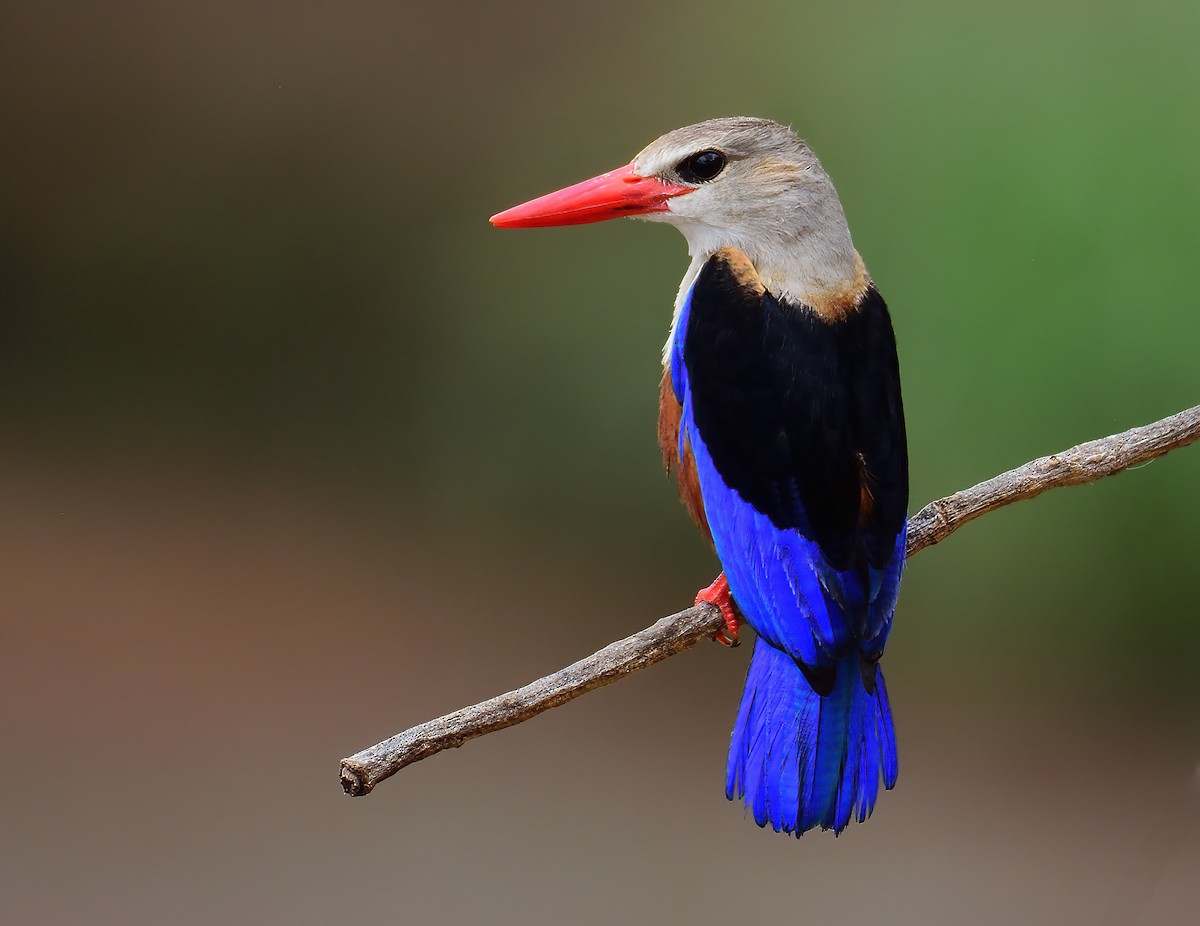 Gray-headed Kingfisher - ML611613429