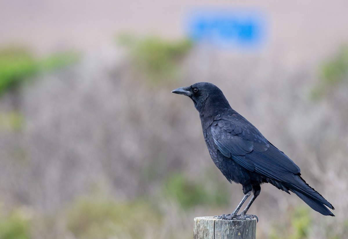 American Crow - Herb Elliott