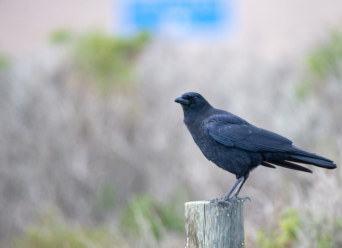 American Crow - ML611613479