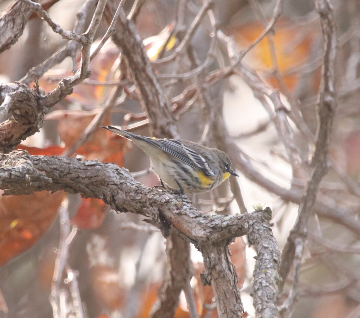 Yellow-rumped Warbler - ML611613509