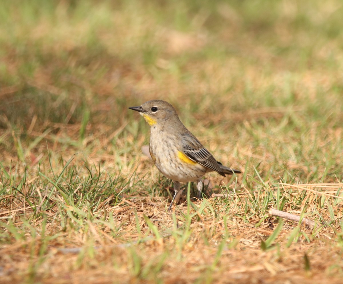 Yellow-rumped Warbler - ML611613511