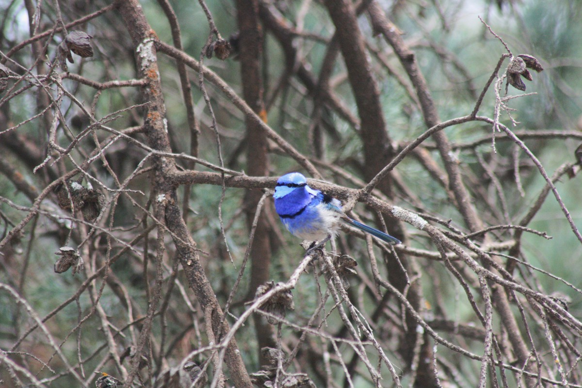 Splendid Fairywren - ML611613571