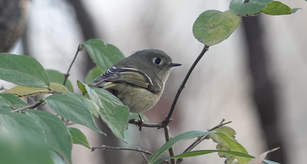 Ruby-crowned Kinglet - Peter Reisfeld