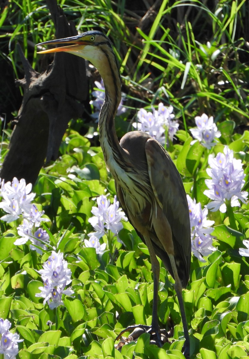 Purple Heron - ML611613577