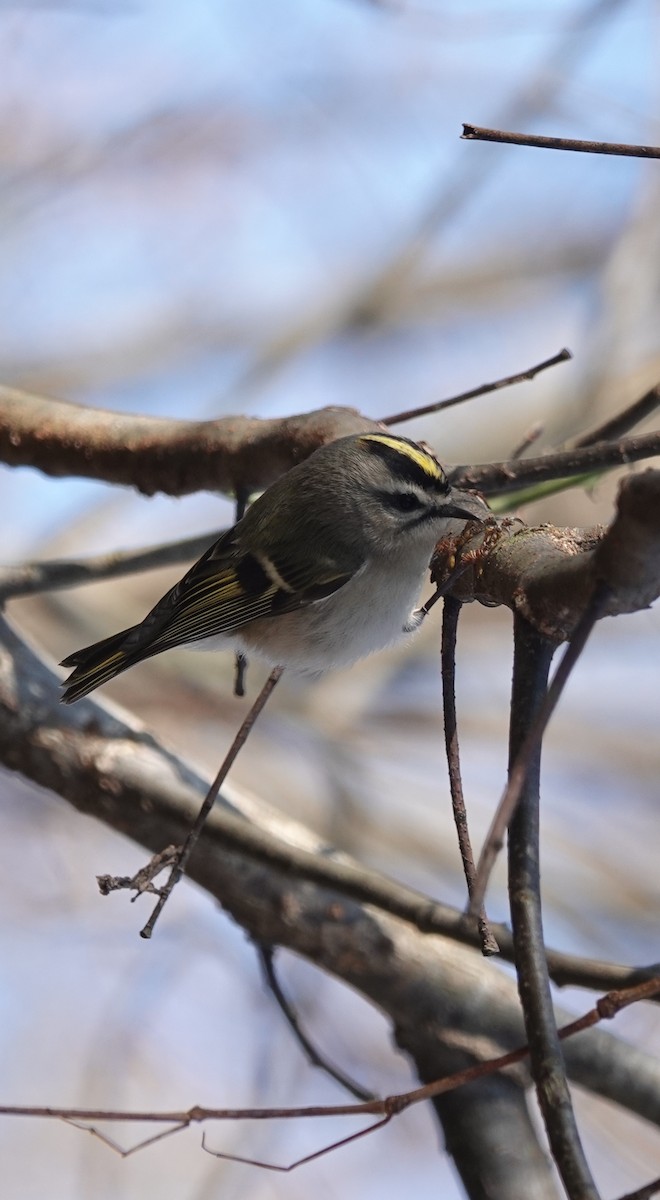 Golden-crowned Kinglet - Peter Reisfeld