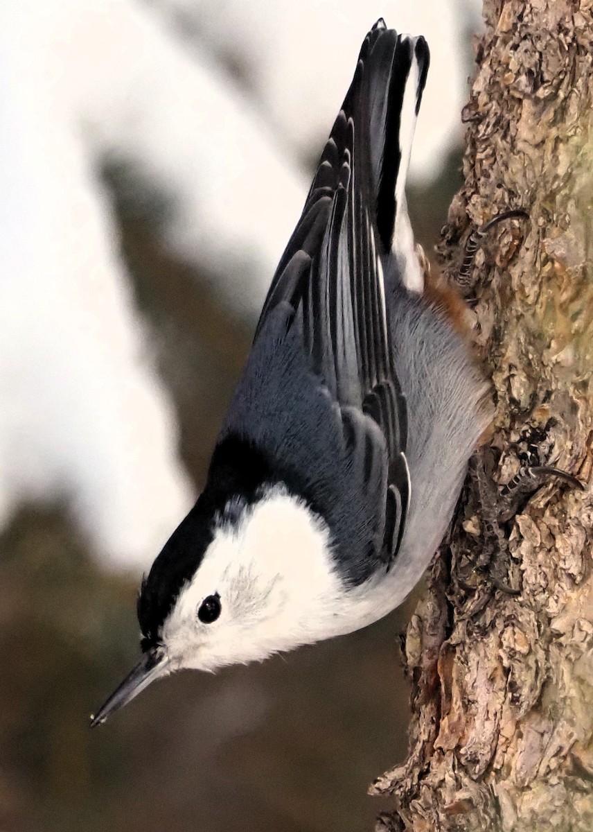 White-breasted Nuthatch - Mark Obmascik