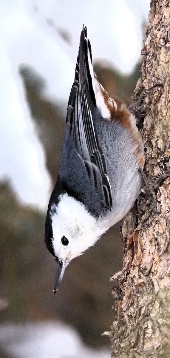 White-breasted Nuthatch - Mark Obmascik